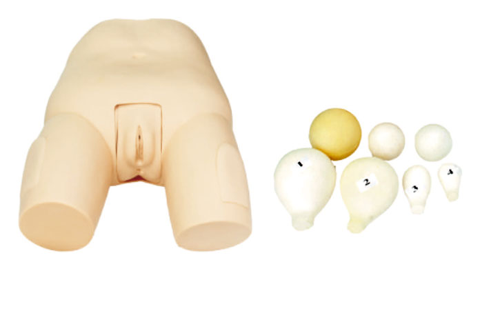 婦科檢查模型之子宮底檢查評定模型