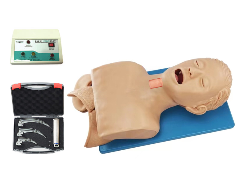 電子氣道管理及環(huán)甲膜穿刺切開模擬人