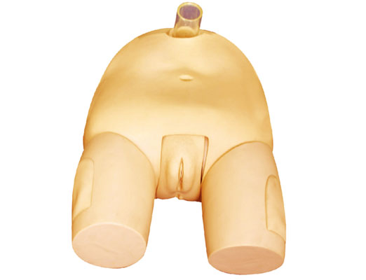 女性膀胱穿刺模型