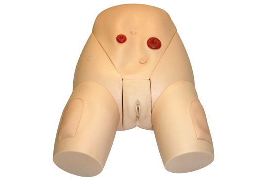 女性整體導(dǎo)尿模型
