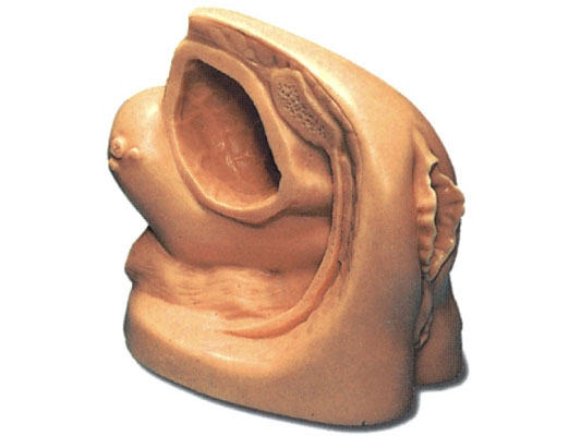 女性導(dǎo)尿模型