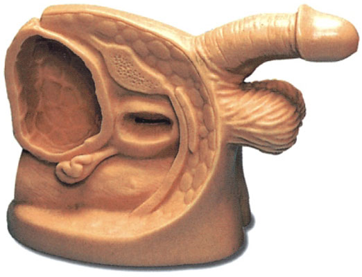 �߼����Ԍ�������ֳ��ģ��