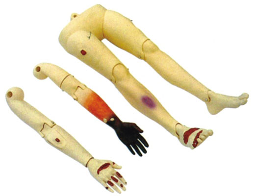 四肢創(chuàng)傷模型