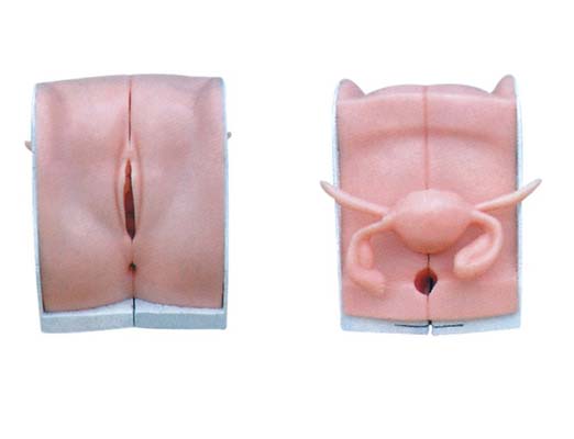 女性避孕器指導模型