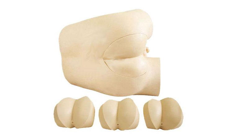 高級直腸指診檢查模型