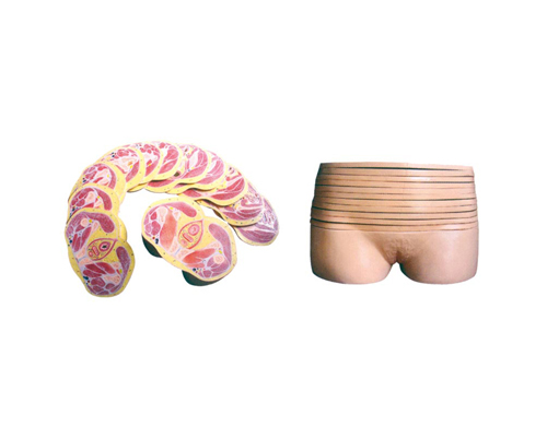 女性盆部橫斷斷層解剖模型