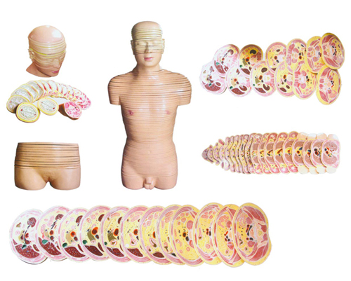 人體頭勁軀干橫斷斷層解剖模型