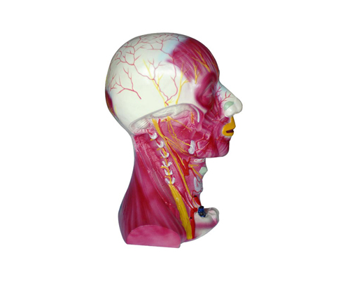 頸部深層肌肉血管神經模型
