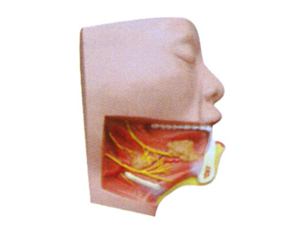下頜下三角解剖模型