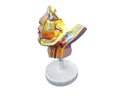 三叉神經(jīng)及其分支模型