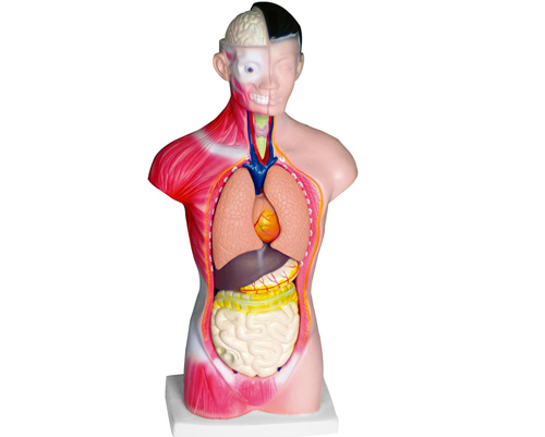 ���w�^���i���|��ģ��