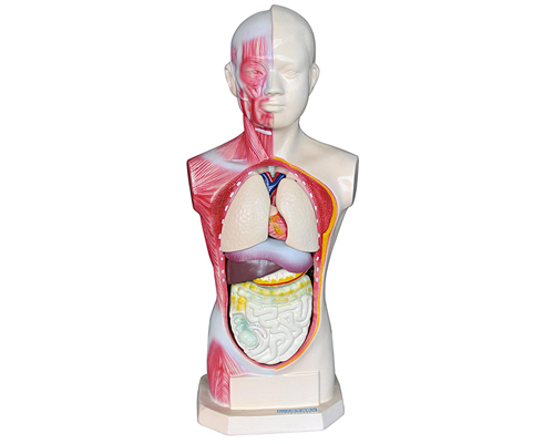 �o�����^�������|��ģ��