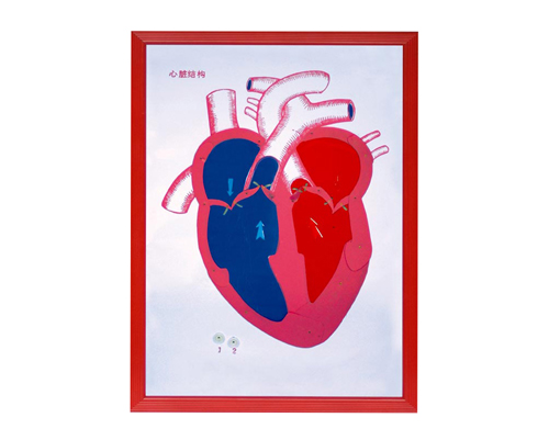 心臟解剖(示血液流向)浮雕模型