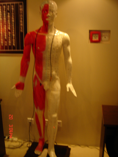 人體針灸穴位發(fā)光模型