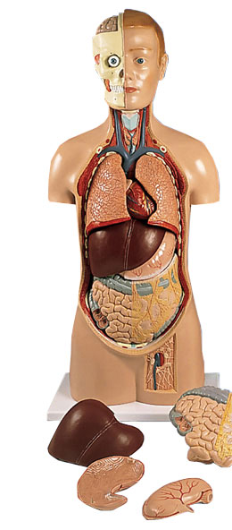 �o(w��)���|��ģ�����^�̶���11����