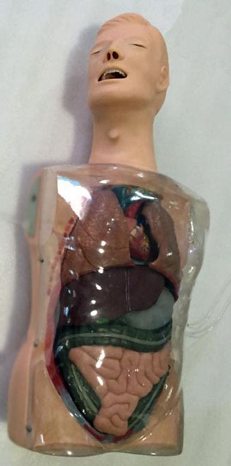 多功能透明洗胃訓(xùn)練模型