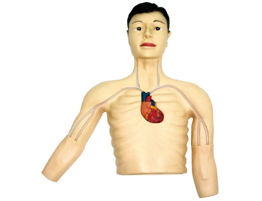 PICC����ģ��