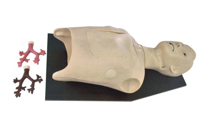 支氣管內(nèi)窺鏡訓練模型