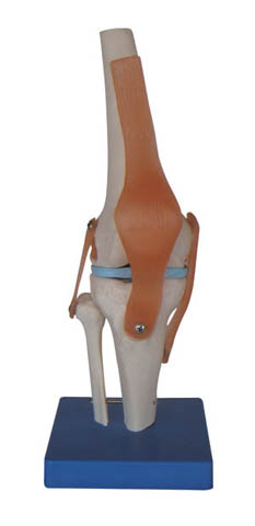膝關(guān)節(jié)模型