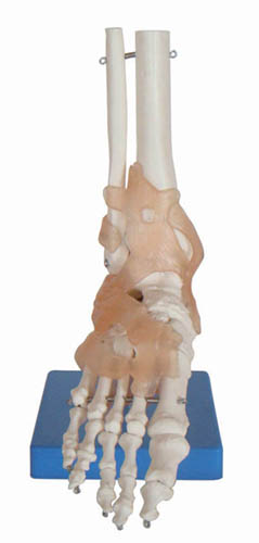 自然大腳關(guān)節(jié)模型帶韌帶