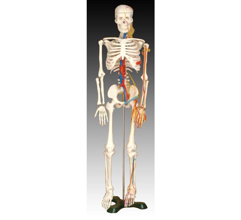 ���w���������K�cѪ��ģ��85CM