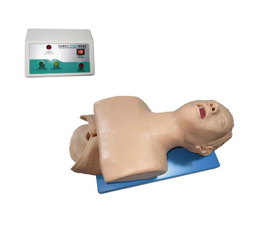 成人氣管插管操作模型