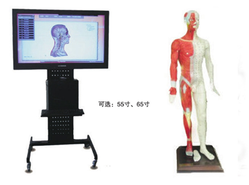 多媒體人體針灸穴位交互數(shù)字平臺(tái)